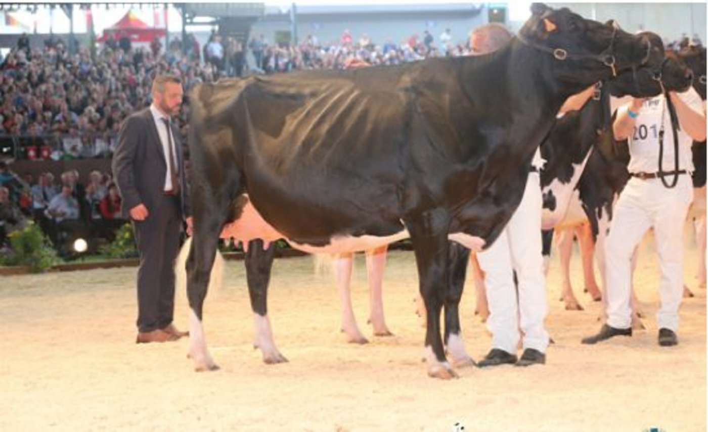 Intermediate-Champion und Siegerin in der Klasse 6: Chelios Helina von Patrick Rabin, Frankreich. (Bild Cowsmopolitan)