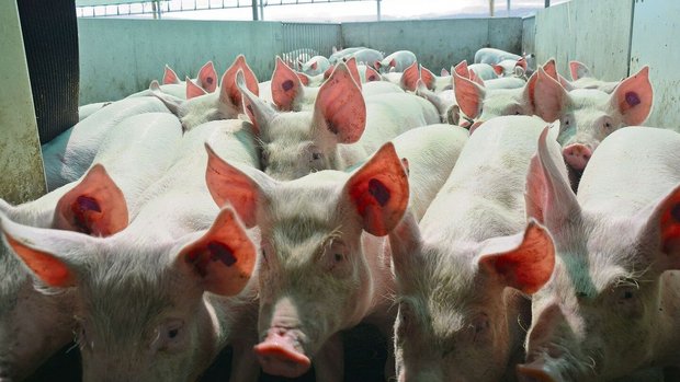 Jede Genetik hat ihre Vor- und Nachteile. Im Bild: Mastschweine aus dem Schweizer Zuchtprogramm mit dem Endprodukteeber Premo für einen optimalen MFA.