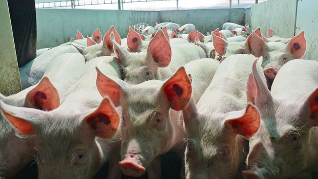 Jede Genetik hat ihr Jede Genetik hat ihre Vor- und Nachteile. Im Bild: Mastschweine aus dem Schweizer Zuchtprogramm mit dem Endprodukteeber Premo für einen optimalen MFA.