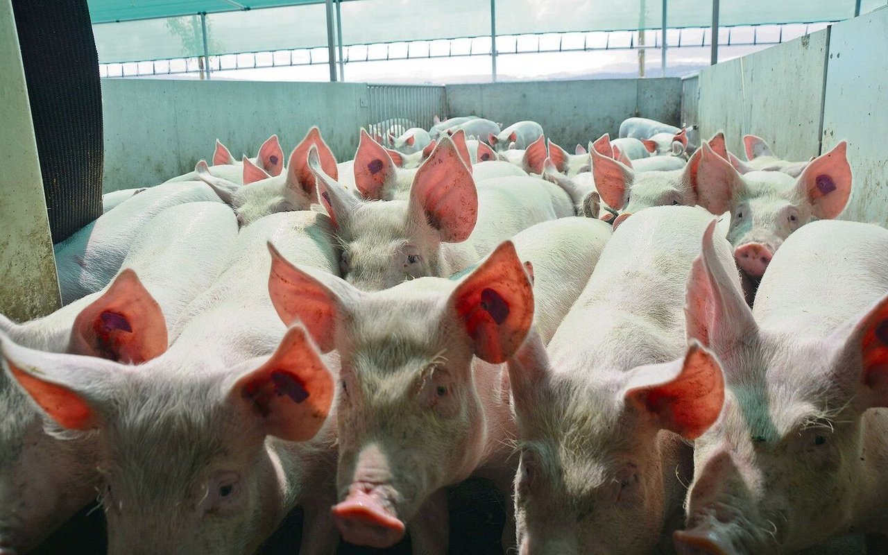 Jede Genetik hat ihre Vor- und Nachteile. Im Bild: Mastschweine aus dem Schweizer Zuchtprogramm mit dem Endprodukteeber Premo für einen optimalen MFA.