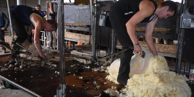 Huw Condron (rechts) und Jonnie Rockard (links) aus Wales GB legen bei der Schur.ein beachtliches Tempo hin. (Bild Andreas Walker)