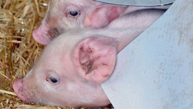 Ihnen ist wohl: Rasc Ihnen ist wohl: Rasch viel Kolostrum, eine saubere Bucht und ein gutes Klima helfen den Ferkeln gegen Durchfall.