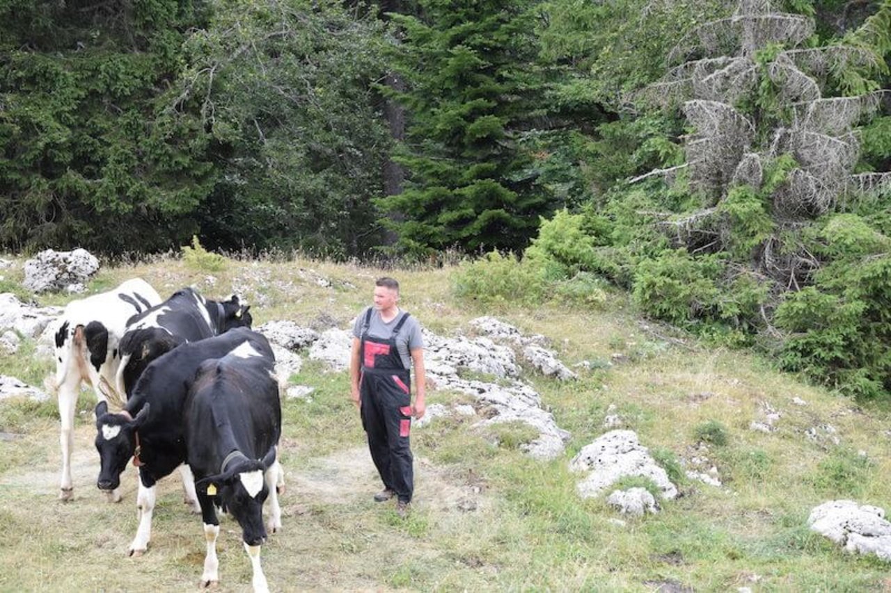 Noch 11 Rinder sind übriggeblieben: Nicolas Jotterand kontrolliert, ob es den Überlebenden gut geht. (Bilder: Lotta Köppel)