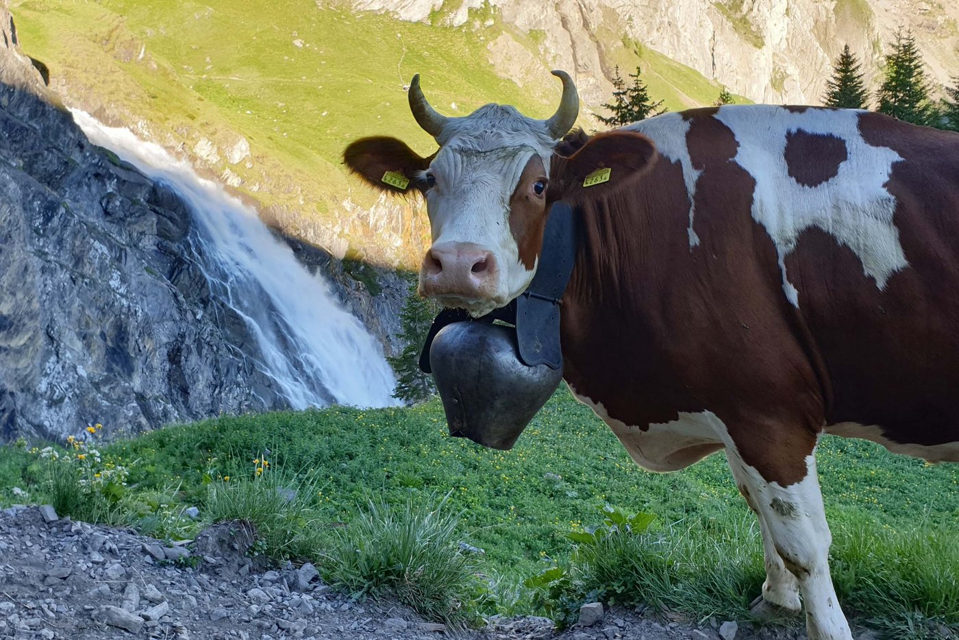 Bald geschafft, denkt sich wohl diese Kuh. (Bilder zVg)