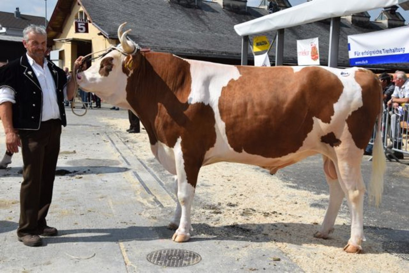 Den Titel beim Swiss Fleckvieh gewann der Sandro-Sohn Fels von Ueli Schütz aus Reichenbach i. K. BE. 