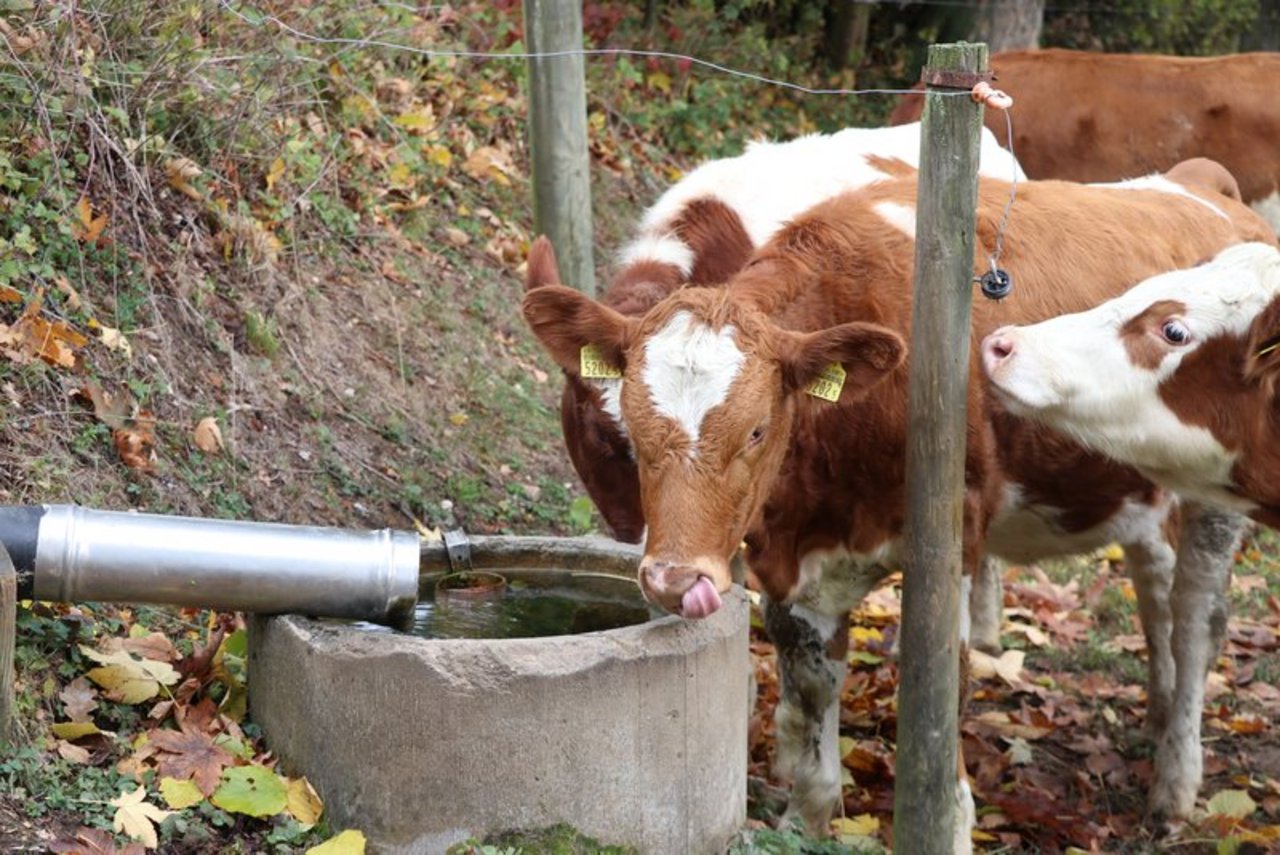 Viel Wasser trinken. (Archivbild Ruth Aerni)