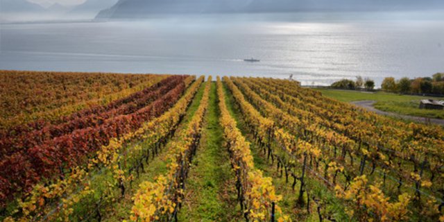 Ab 2022 wird erstmals bei Denner IP-Suisse Wein zu finden sein. Für die Produzenten, die mitmachen wollen, heisst dies, noch mehr Auflagen. (Bild Adobe Stock)