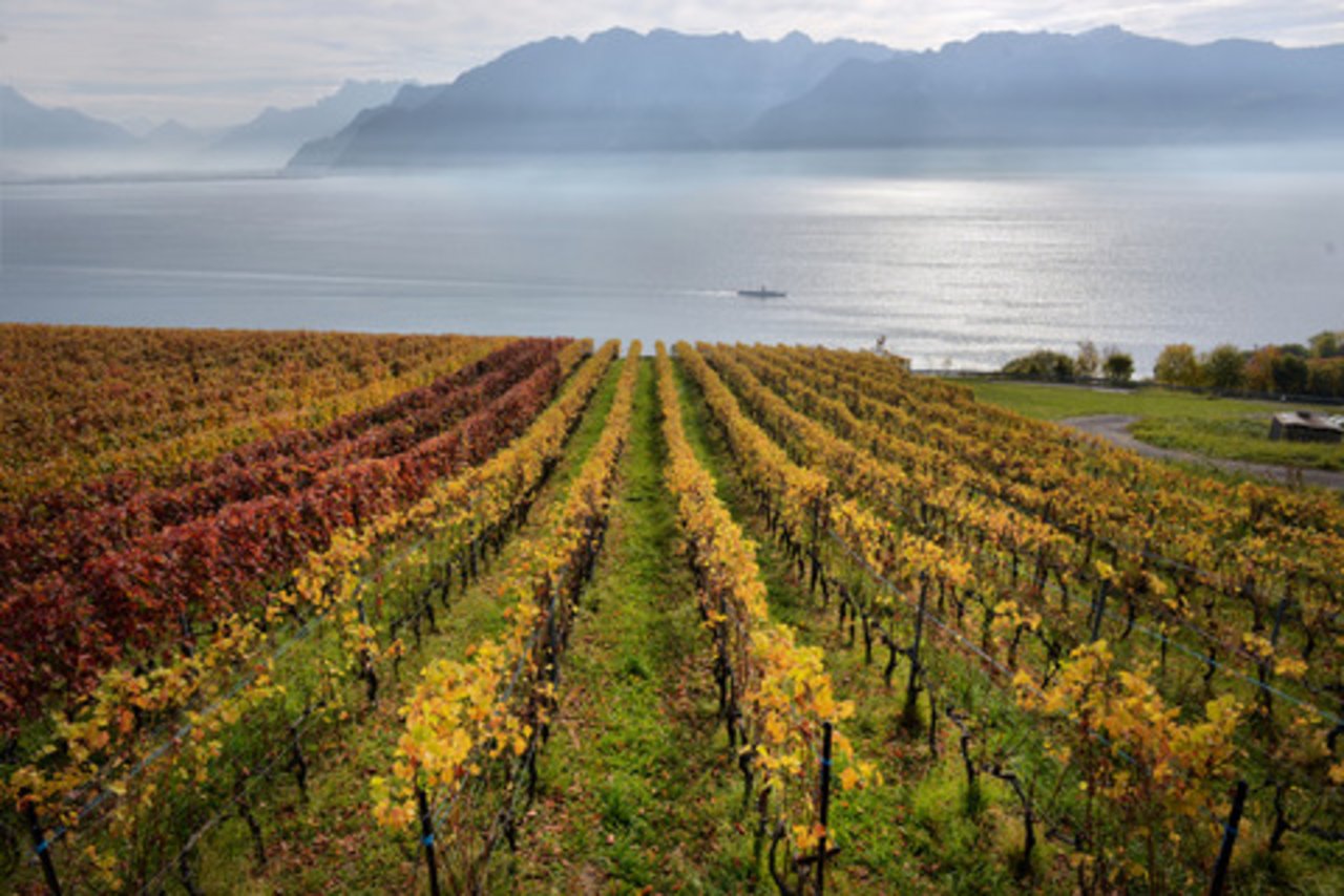 Ab 2022 wird erstmals bei Denner IP-Suisse Wein zu finden sein. Für die Produzenten, die mitmachen wollen, heisst dies, noch mehr Auflagen. (Bild Adobe Stock)