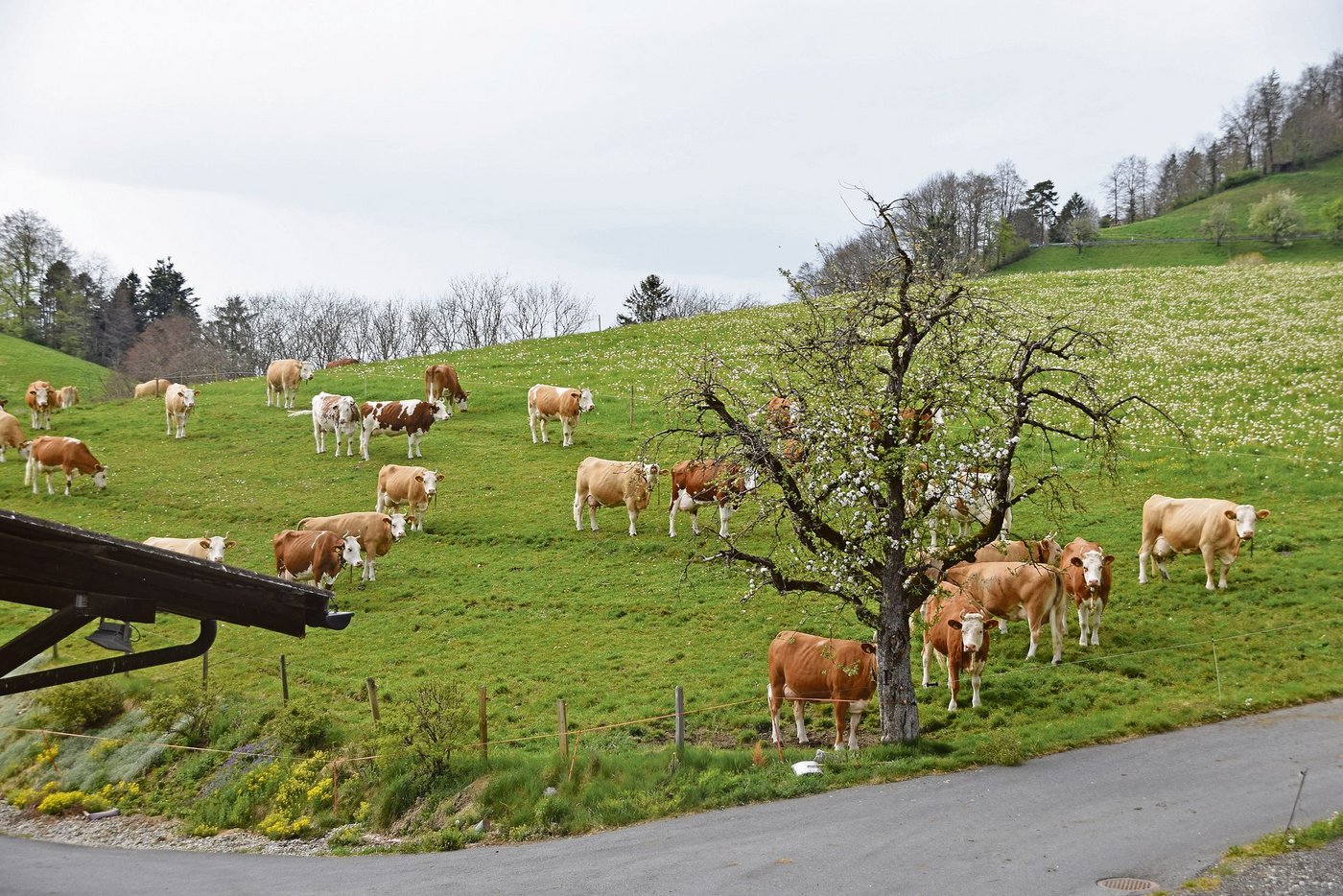 Es ist Stallzeit: Die Kühe warten schon ungeduldig, bis sie rein dürfen. Im Stall wird noch nachgefüttert.