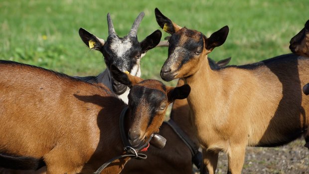 Die Ziegen wie auch die Schafe müssen gemäss BLV ab 2020 in der Tierverkehrsdatenbank registriert werden. (Bild BauZ)