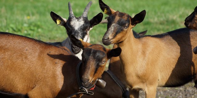 Die Ziegen wie auch die Schafe müssen gemäss BLV ab 2020 in der Tierverkehrsdatenbank registriert werden. (Bild BauZ)