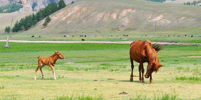 Pferdeherde in der Mongolei. (Bild Pixabay)