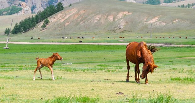 Pferdeherde in der Mongolei. (Bild Pixabay)