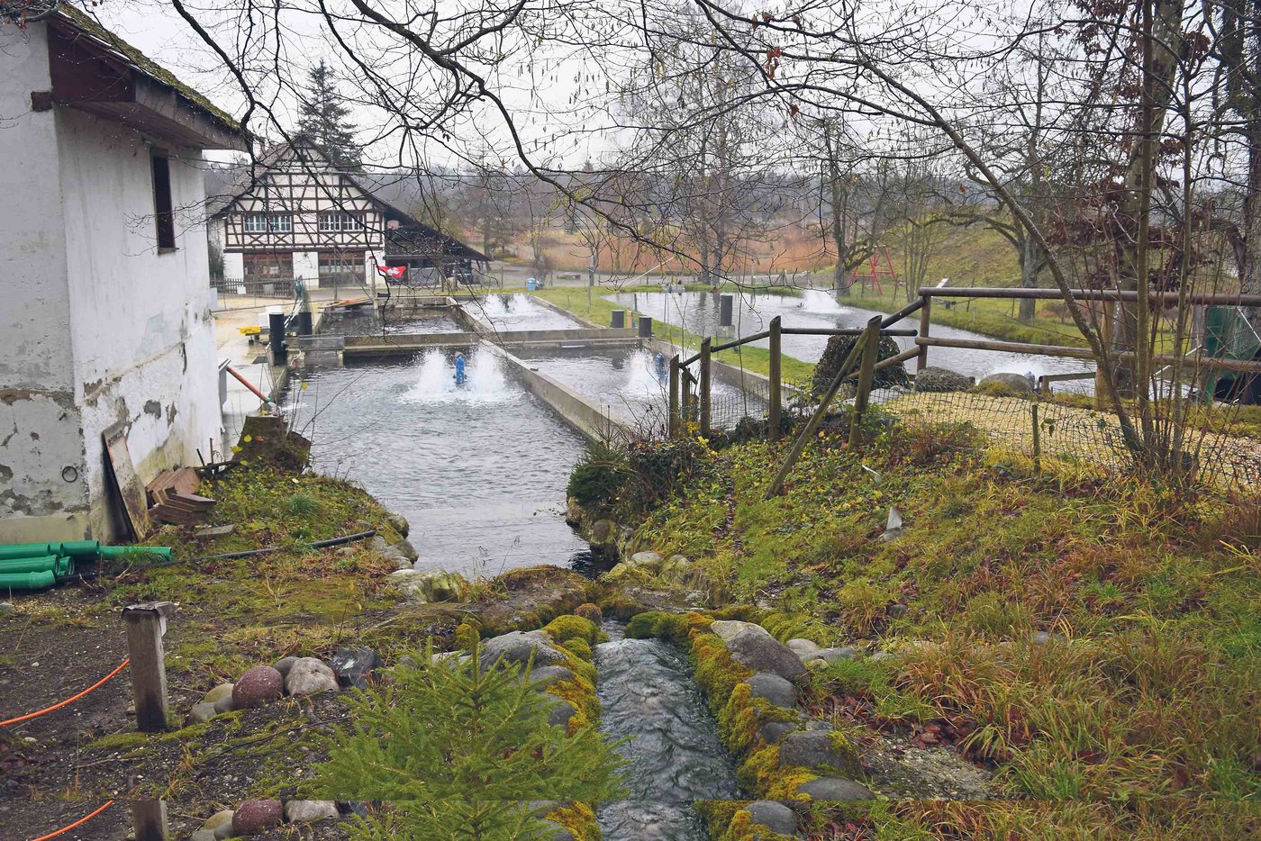 Die Fischteiche sind alle miteinander verbunden. Haben die Fische eine gewisse Grösse erreicht, werden sie in einen anderen Teich gezügelt. (Bilder Stefanie Giger)