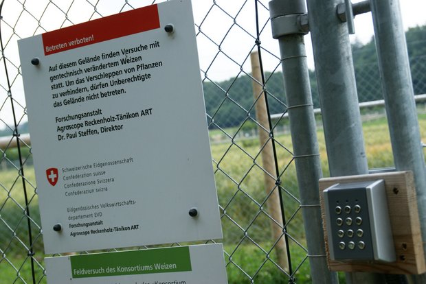 Gentechnisch veränderte Pflanzen dürfen in der Schweiz nur zu Forschungszwecken und mit Bewilligung angebaut werden. (Bild lid)
