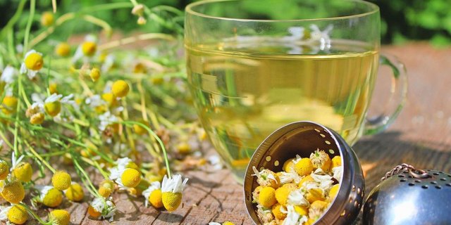 Die Kamille ist Michael Walkenhorsts Lieblingspflanze. Er findet, sie sei ein idealer Einstieg in die Welt der Heilpflanzen.