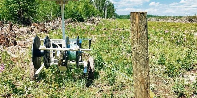 Der Razor Grazor ist bei einem neu gerodeten Feld installiert. Die Gräser und Kräuter bieten zumindest vorläufig etwas Futter für die Kühe und Kälber.