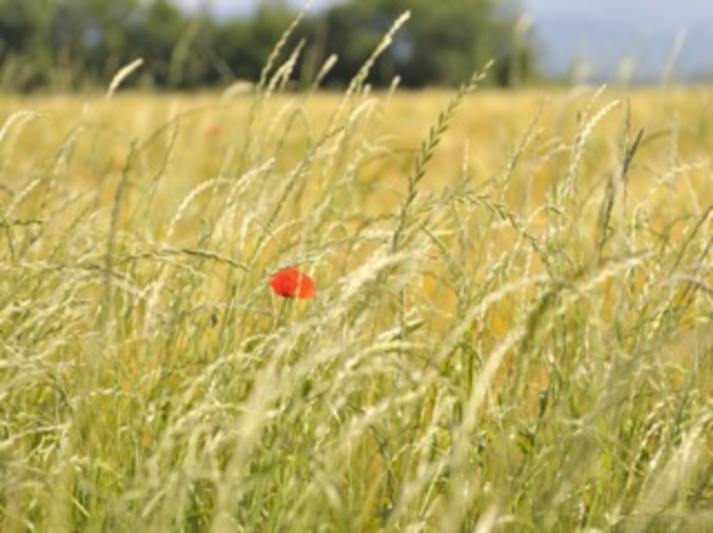 Die Landwirtschaft bietet eine Vielzahl an schönen Motiven. Man muss sie nur entdecken.