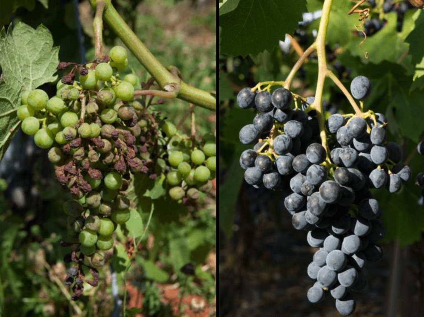 Links: Chasselas mit Symptomen von Falschem Mehltau. Rechts: Divico ganz ohne Symptome. (Bild Agroscope)
