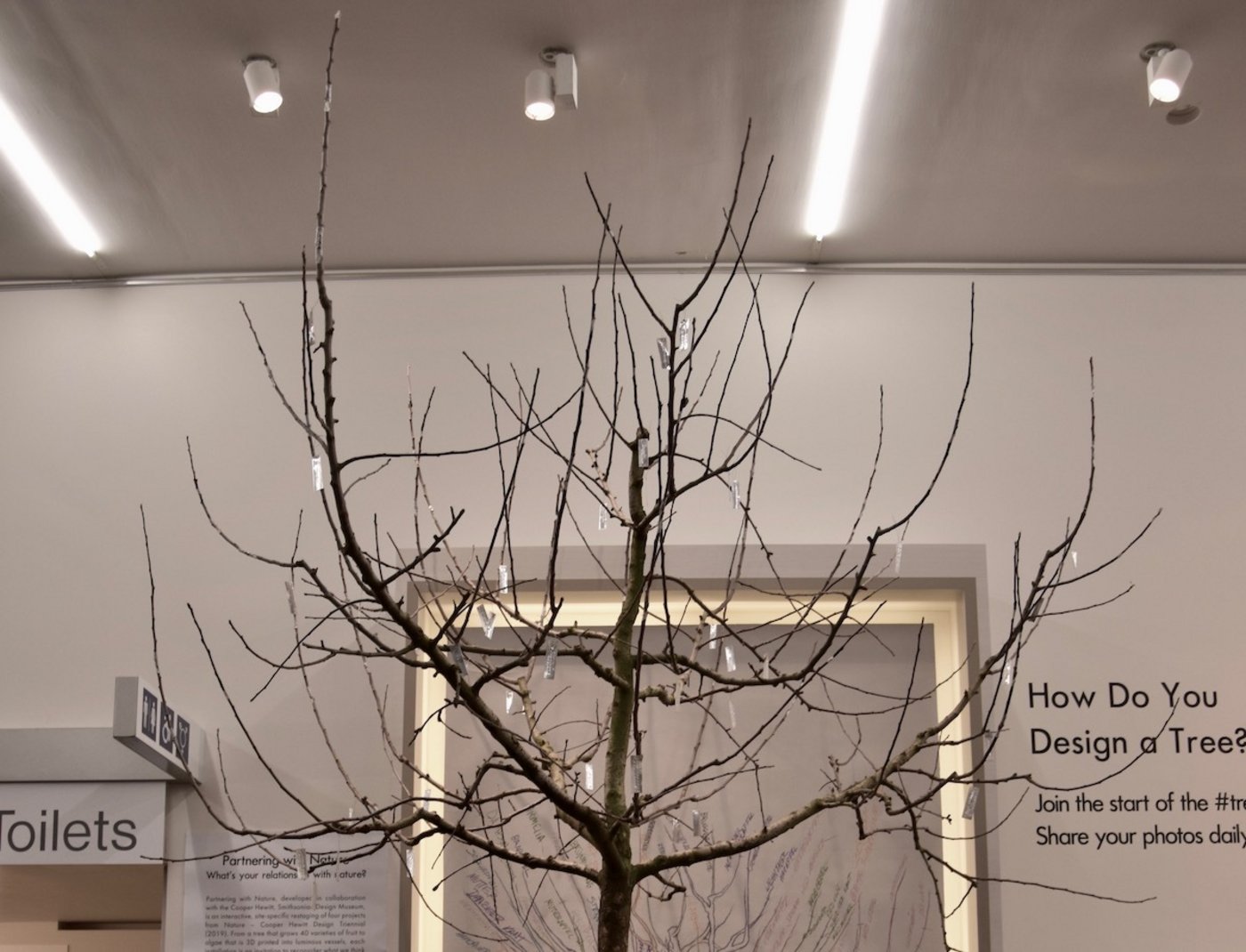 Noch ist der Baum der 40 Schweizer Apfelsorten unscheinbar. Nur die Metallschilder weisen auf die Veredelungsstellen hin. (Bild noe)