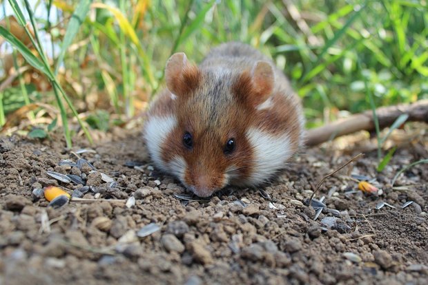 Bilanz zu bedrohten Wildtieren: Feldhamster verlieren, Wisente und Seegurken gewinnen Feldhamster gelten in der Schweiz als gefährdete Art. Sie leben in unterirdischen Bauten und sind nachtaktiv mit Winterschlaf. (Bild SgH/Pixabay)