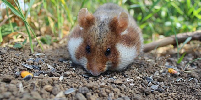 Feldhamster gelten in der Schweiz als gefährdete Art. Sie leben in unterirdischen Bauten und sind nachtaktiv mit Winterschlaf. (Bild SgH/Pixabay)  