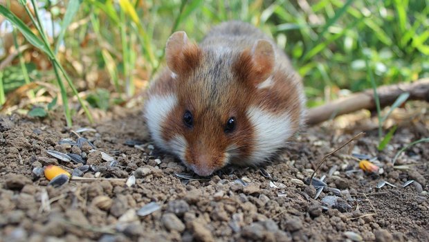 Bilanz zu bedrohten Wildtieren: Feldhamster verlieren, Wisente und Seegurken gewinnen Feldhamster gelten in der Schweiz als gefährdete Art. Sie leben in unterirdischen Bauten und sind nachtaktiv mit Winterschlaf. (Bild SgH/Pixabay)