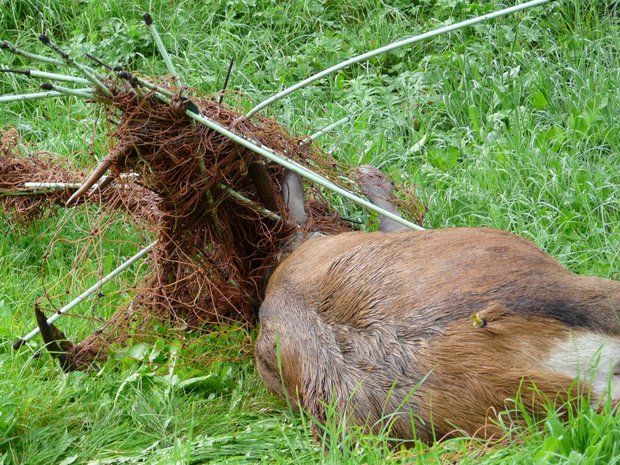 Zäune können für Wildtiere zur tödlichen Falle werden, wenn sie sich z. B. mit ihrem Geweih darin verfangen. (Bild Initiative Stopp Tierleid)