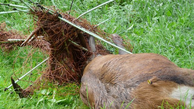 Zäune können für Wildtiere zur tödlichen Falle werden, wenn sie sich z. B. mit ihrem Geweih darin verfangen. (Bild Initiative Stopp Tierleid)