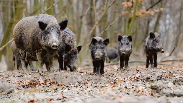 Die Idee, Wildschweine gegen ASP zu impfen, ist alles andere als ausgereift.