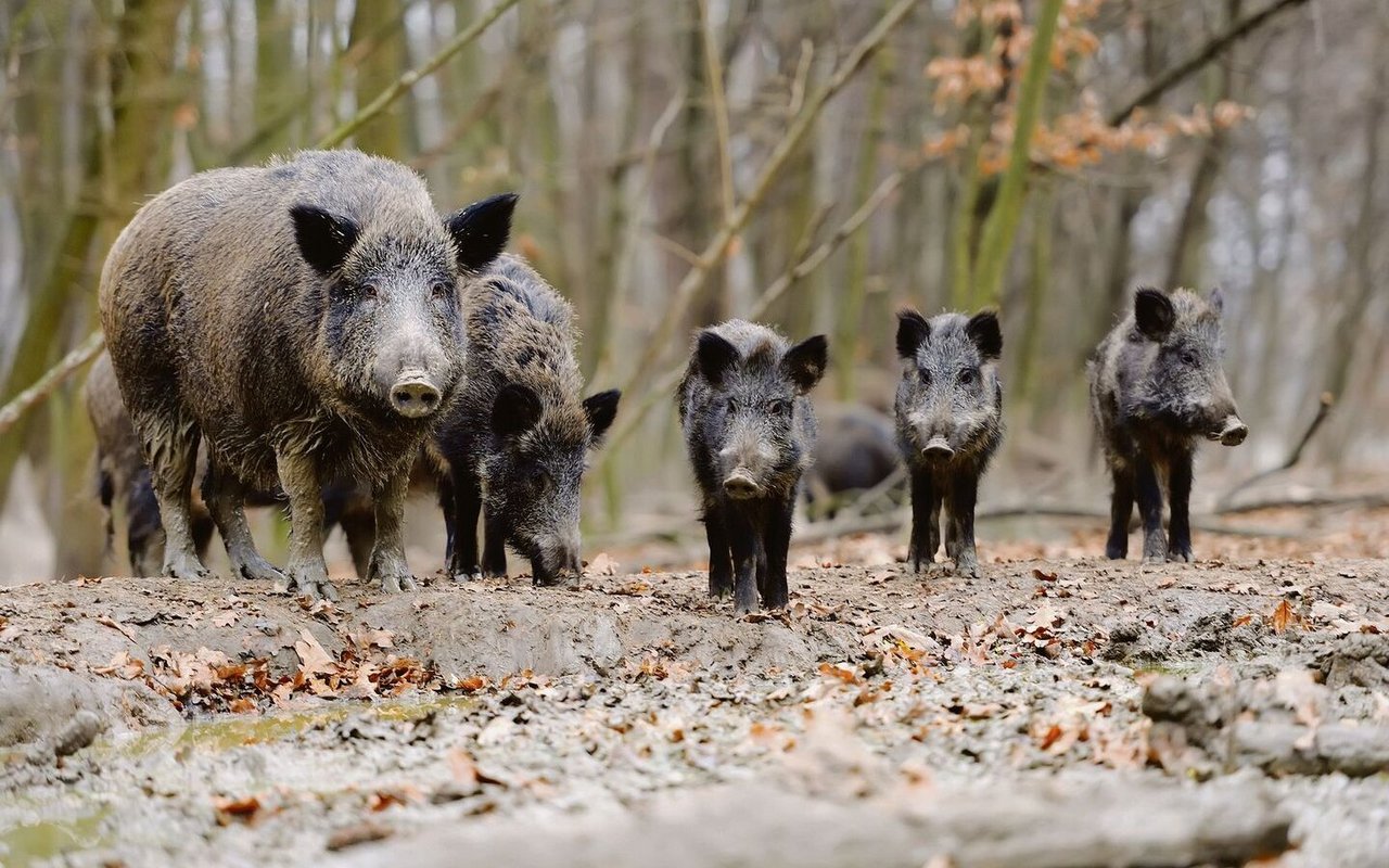 Die Idee, Wildschweine gegen ASP zu impfen, ist alles andere als ausgereift.