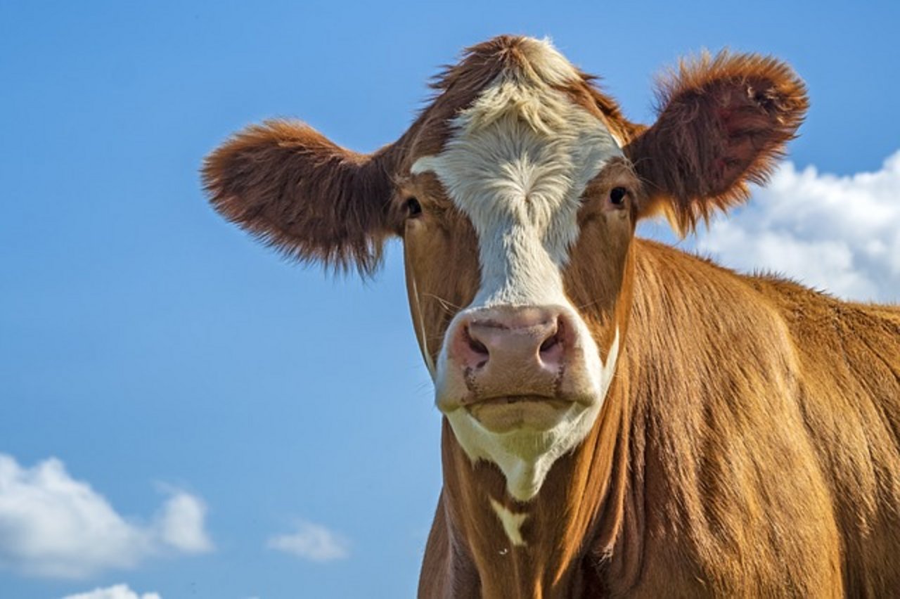 Weil der Schweizer Fleischkonsum nicht nachhaltig sei, fordern die Grünen eine drastische Reduktion des Nutztierbestandes. (Bild Pixabay) 