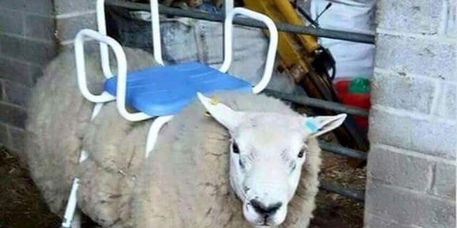 Die Auktion für den Schaf-Rasenmäher läuft noch bis Sonntag. (Bild Celtickiwi29/trademe.co.nz)