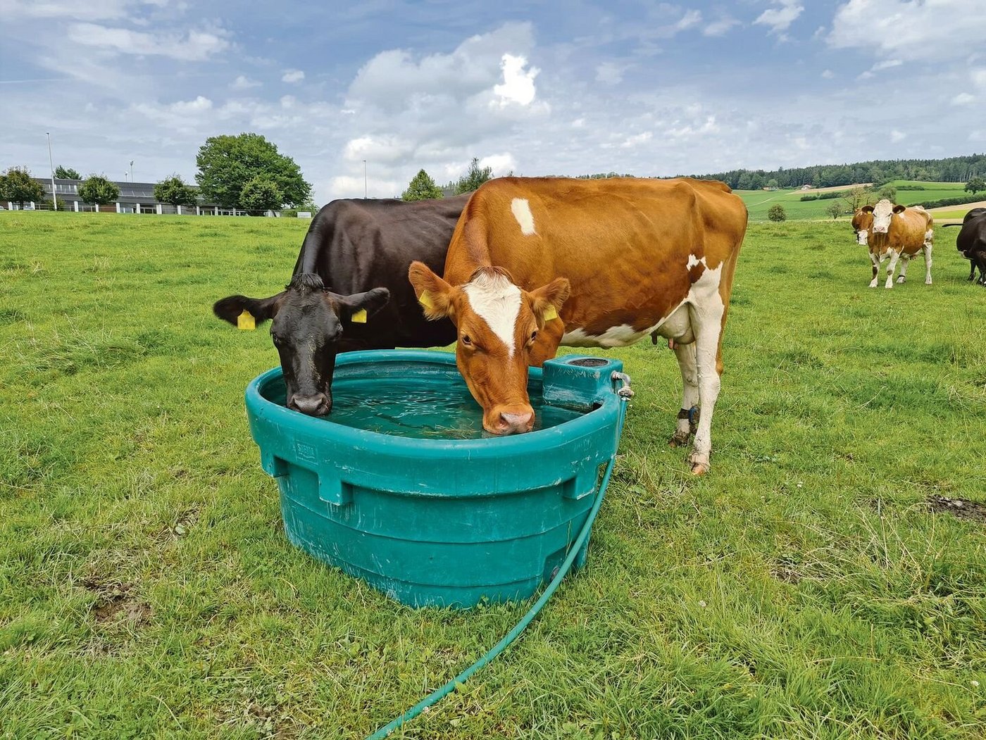 Um dem Grippeli vorzubeugen, sollte die Pfützenbildung an hochfrequentierten Orten wie an Futterplätzen und Tränken verhindert werden, in dem diese regelmässig abgeschoben werden.