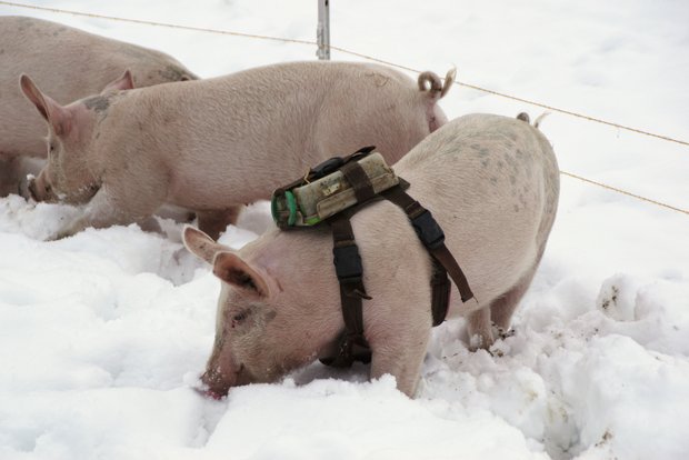 Mit einer «Kamerasau» vermarkten Leandra und Köbi Hagmann in Necker SG das Fleisch ihrer Schweine aus Freilandhaltung. (Bild: «die grüne» / Michael Götz)