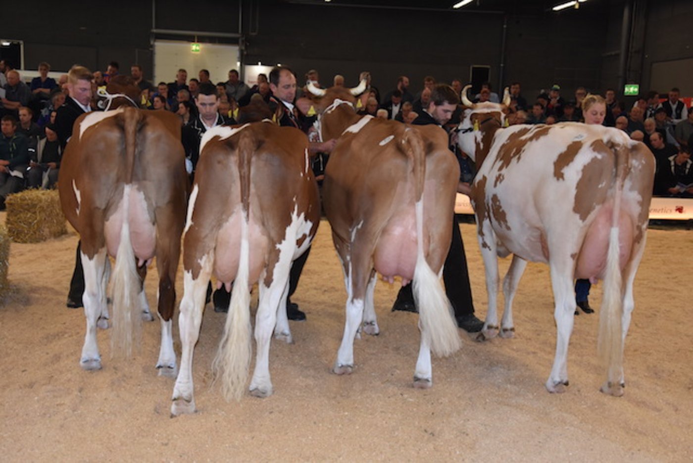 Eine Hammerklasse: Auf dem ersten Platz die spätere Senior Champion Zurbrüggs Odyssey Etoile, Fritz Zurbrügg, Scharnachtal BE; 2. Kilian Melitta Hans und Res Staub, Eriswil BE; 3. Bödis Spezi Sarina, Walter Schnider, Flühli LU.