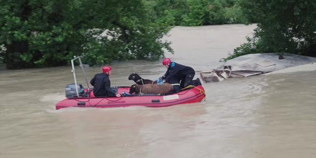 Die Hochwasserlage bleibt angespannt. Hier ein Bild vom Dienstag, wo Schafe aus ihrer misslichen Lage befreit werden mussten (siehe Kasten im Artikel). (Bild Screenshot Schutz und Rettung Bern)
