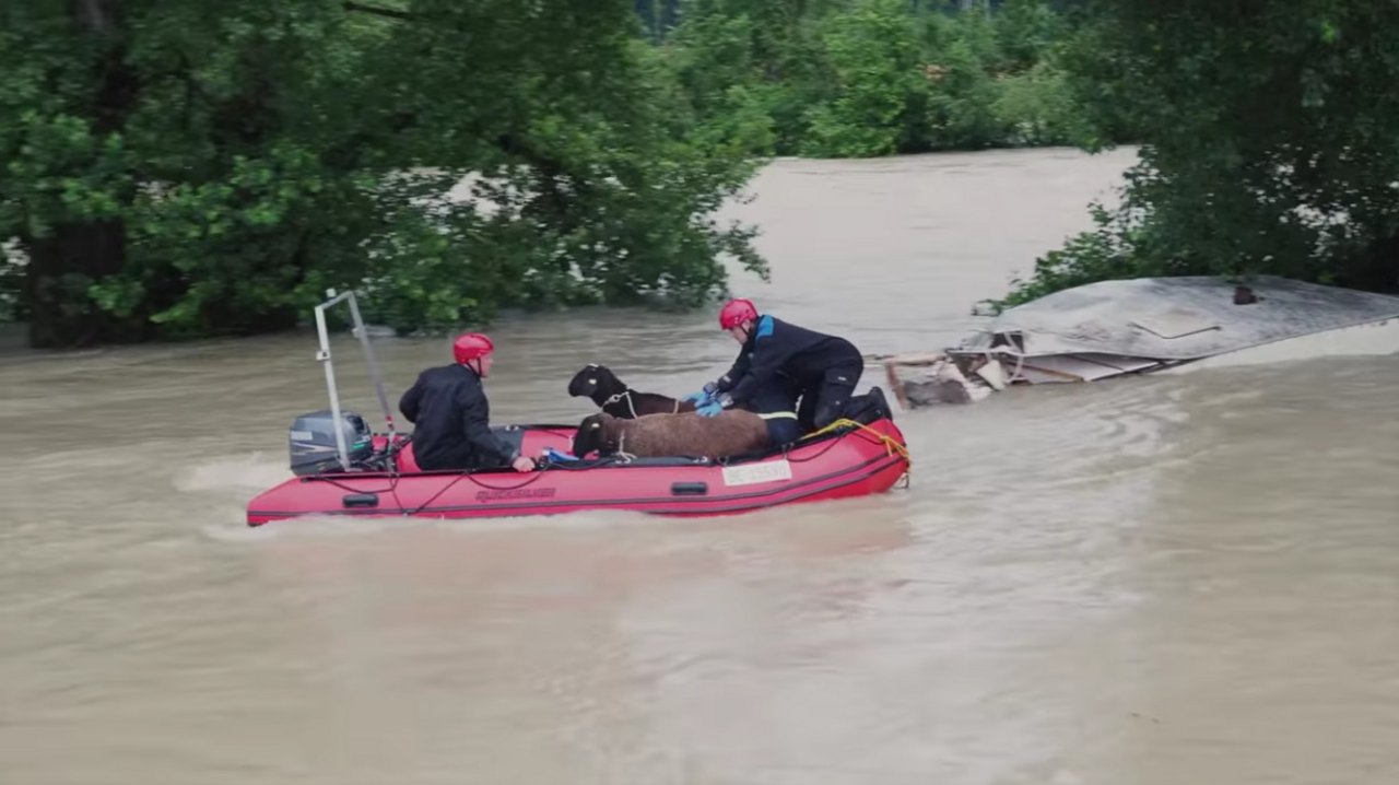 Die Hochwasserlage bleibt angespannt. Hier ein Bild vom Dienstag, wo Schafe aus ihrer misslichen Lage befreit werden mussten (siehe Kasten im Artikel). (Bild Screenshot Schutz und Rettung Bern)