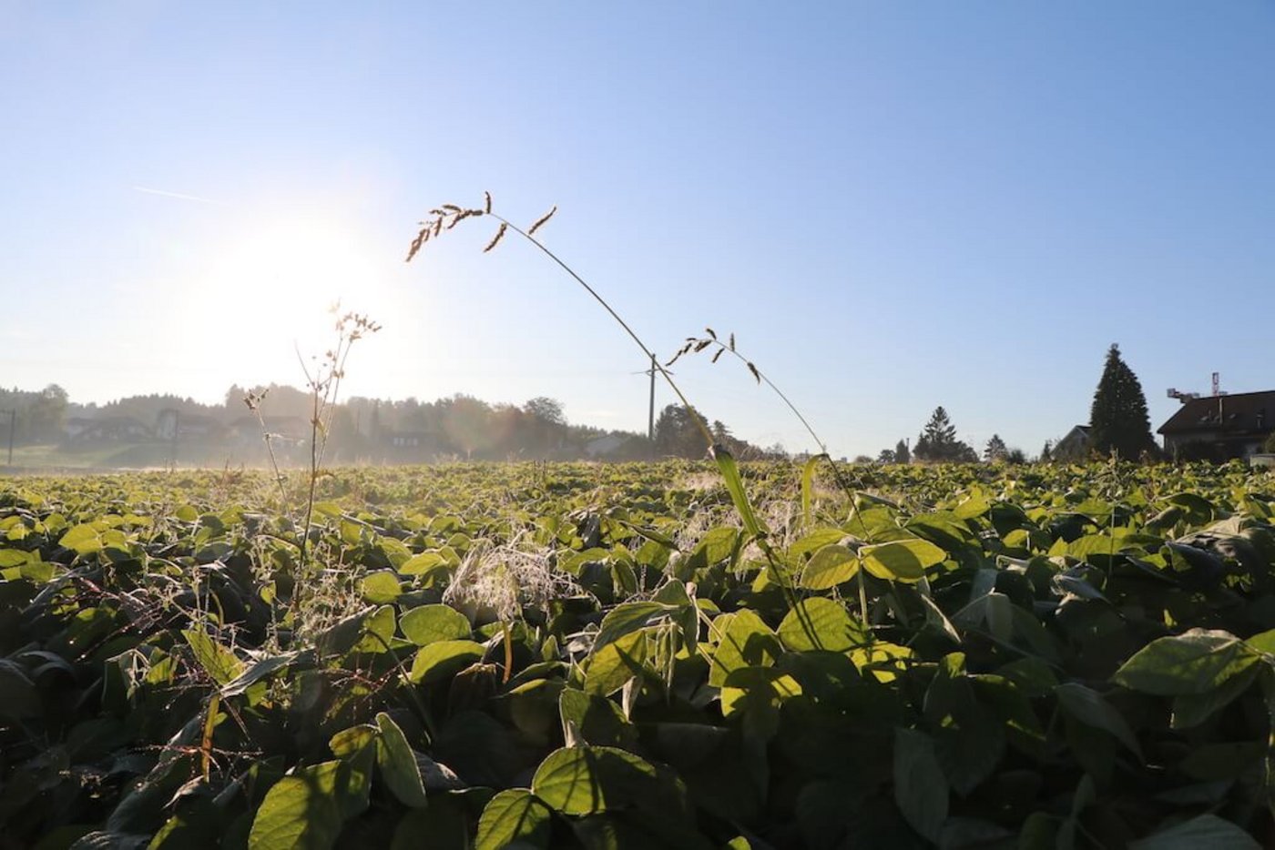 Klaus Böhlers Edamamefeld mit Morgennebel und Tautropfen.
