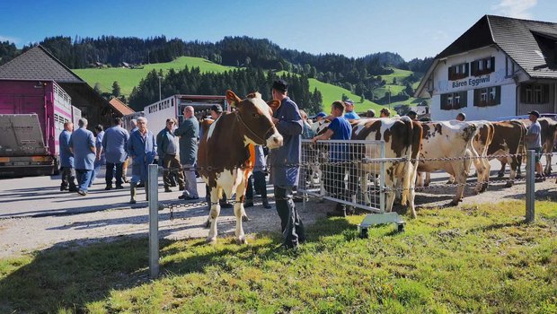 Auf Schlachtviehmärkten – hier ein Bild aus Eggiwil – sind Kühe derzeit gefragt und es werden gute Preise gezahlt. (Bild Daniela Joder)