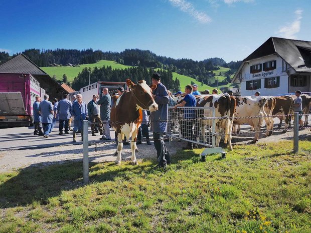 Auf Schlachtviehmärkten – hier ein Bild aus Eggiwil – sind Kühe derzeit gefragt und es werden gute Preise gezahlt. (Bild Daniela Joder)