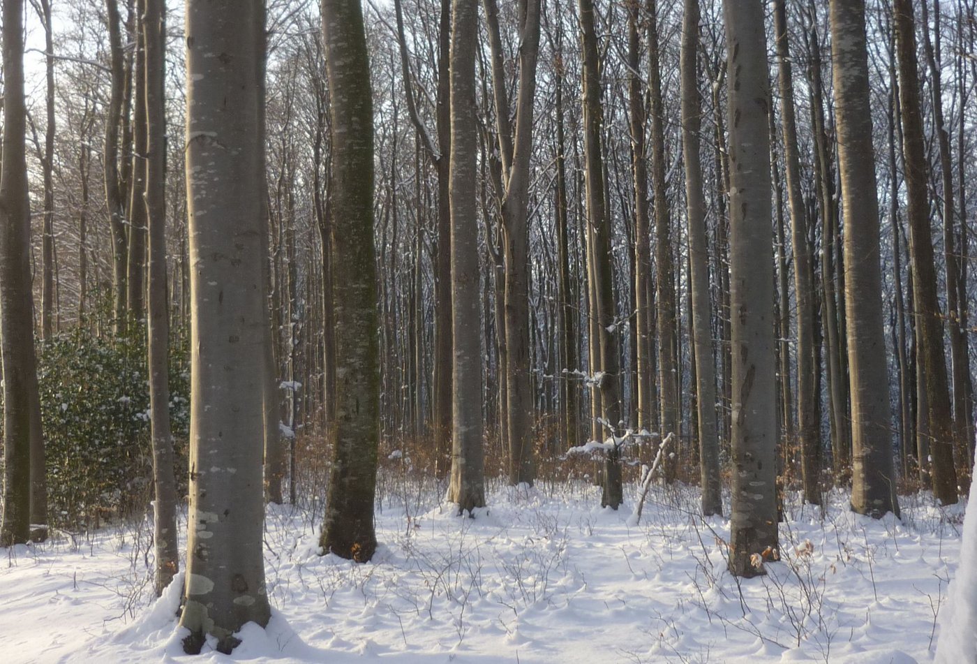 Mit dem Dietenhuser/Escherhau wurde erstmals im Thurgau ein fast reiner Buchenwald als Naturwaldreservat ausgeschieden. (Bild zVg)