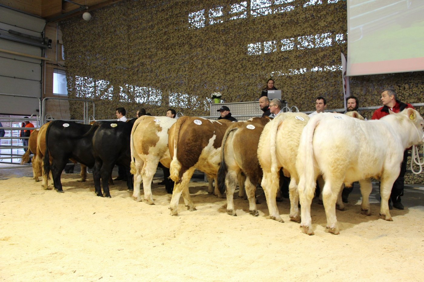Champions und Vizechampions aller Rassen. Weitere Bilder in der Fotogalerie. (Bild rü)