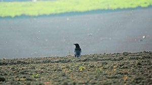 Eine Krähe kommt leider selten allein. Gut, wenn sich ein Rabenkrähen-Brutpaar in der Region niederlässt – es vertreibt besonders schadenstiftende Schwärme.