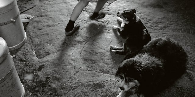 «Er brachte es nicht über sich, die Kühe anzubellen»: Billy (vorne) umgeben von Freunden in der Ober Mastweid. (Bild Pinaki)