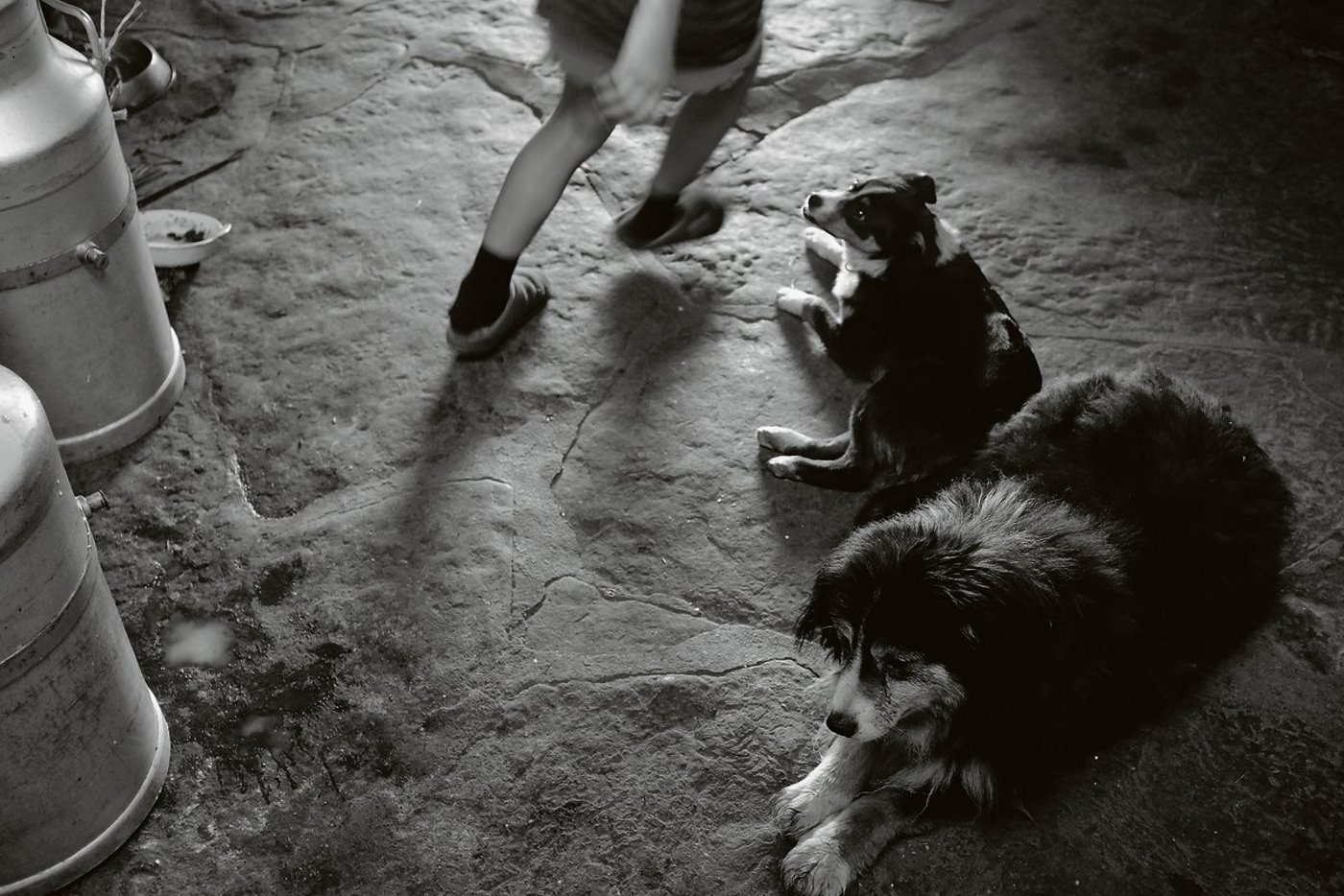 «Er brachte es nicht über sich, die Kühe anzubellen»: Billy (vorne) umgeben von Freunden in der Ober Mastweid. (Bild Pinaki)