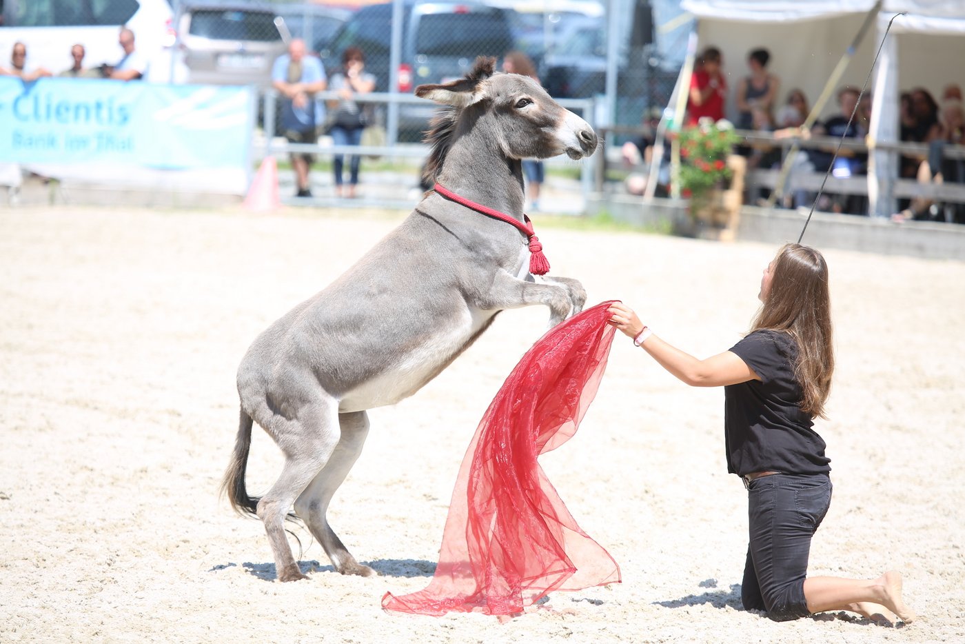 Etwas vom Schwierigsten ist die Eseldressur.