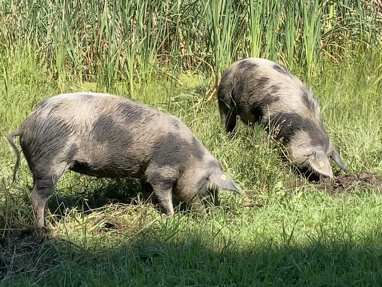Turopolje-Schweine im Einsatz: Mit ihrem Rüssel graben sie die Erde um und fressen nebst Gras auch die Schilfwurzeln. Damit helfen sie, zu verhindern, dass die Teiche weiter verlanden. (Bilder Alexandra Stückelberger)