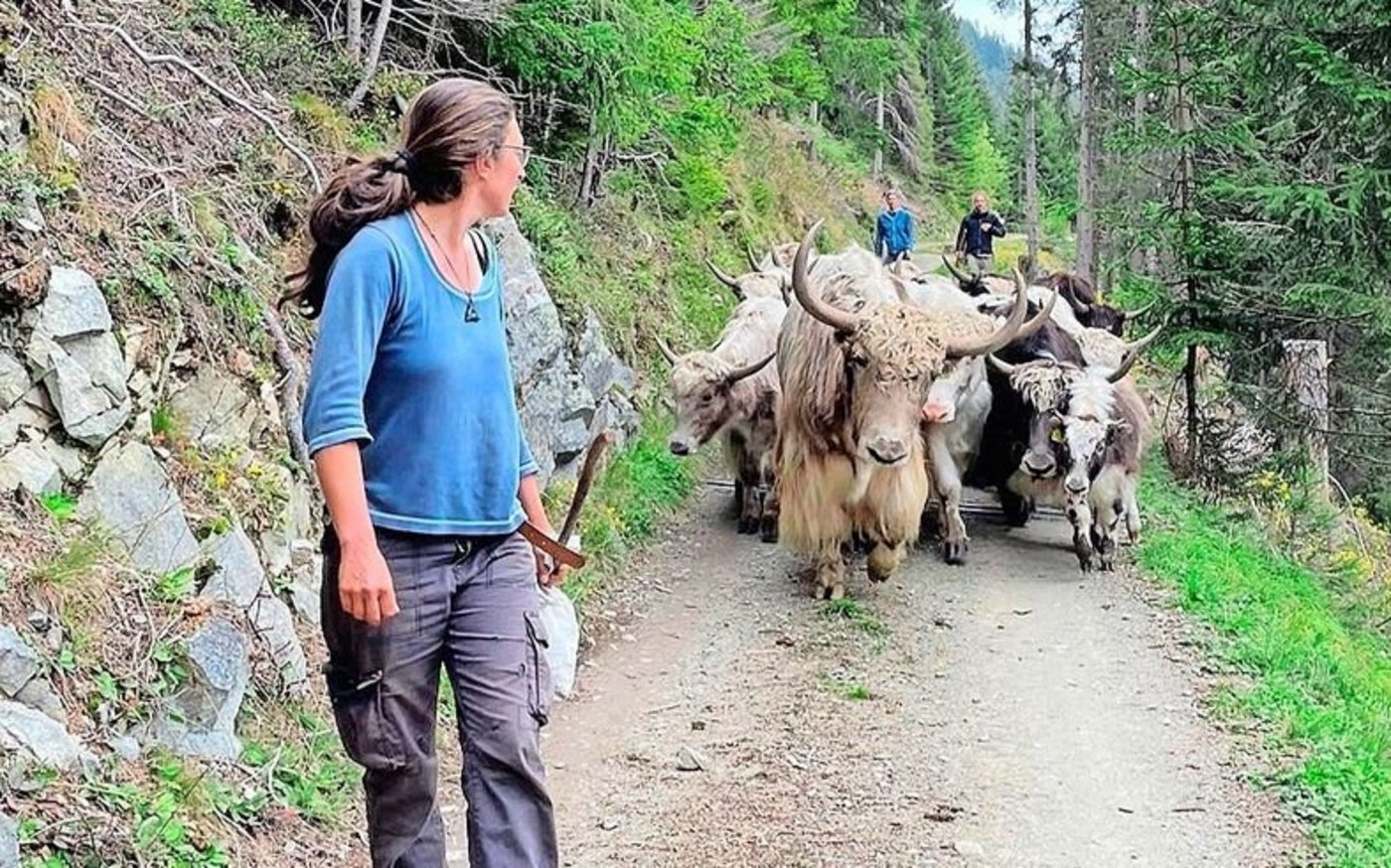 Auch die 17-köpfige Yakherde nimmt den Weg vom Tal auf die Alp unter die Klauen. 