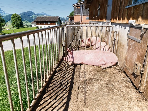 Schweinestall mit Auslauf: Die Branche soll transparent darüber informieren, wie in der Schweiz Schweinefleisch produziert wird. Das fordert Suisseporcs-Vizepräsident Urs Haslebacher. (Bild BauZ)